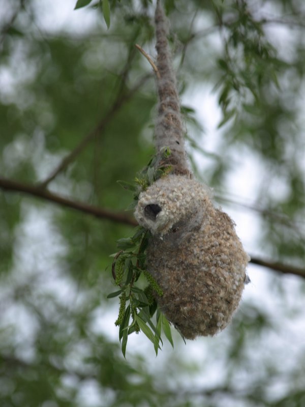 Nest der Beutelmeise