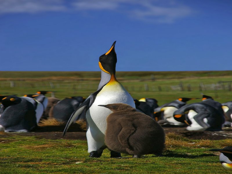Pinguin – KiwiThek