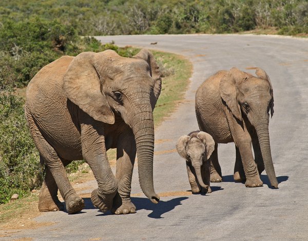Elefanten mit Jungtier
