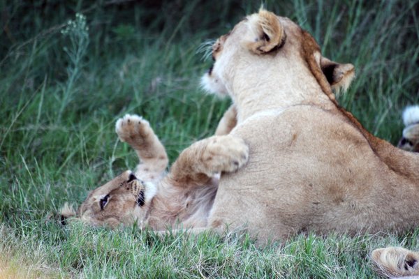 Löwen - Safari in Südafrika