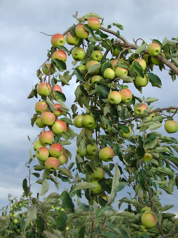 Ast eines Apfelbaums voller Äpfel