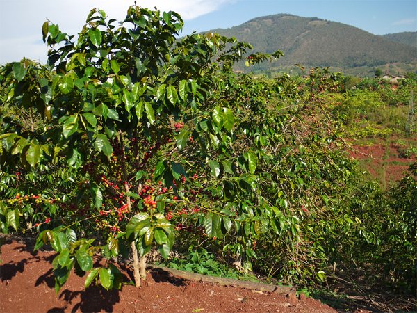 Kaffeepflanze auf einer Plantage