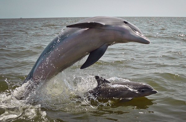 Delfin mit seinem Jungen