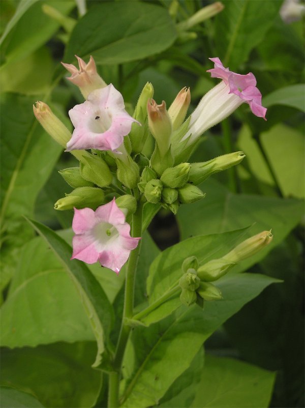 Tabakpflanze: Blüten