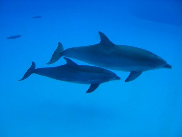 Zwei Delfine