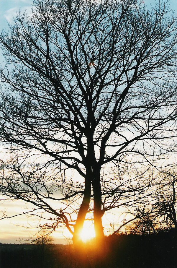 Sonnenbaum