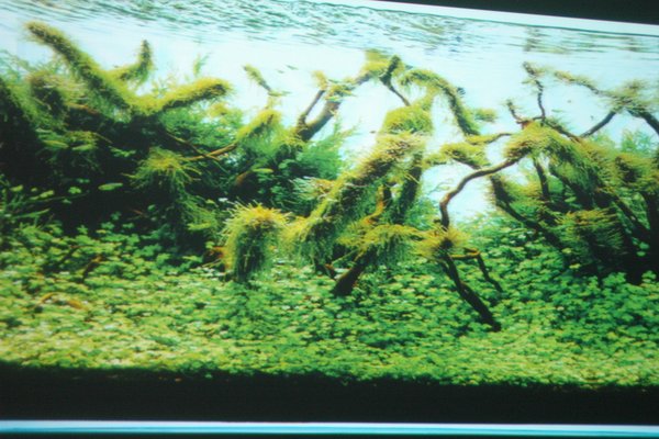 Aquascaping ist eine Unterwasserwelt ohne Fische