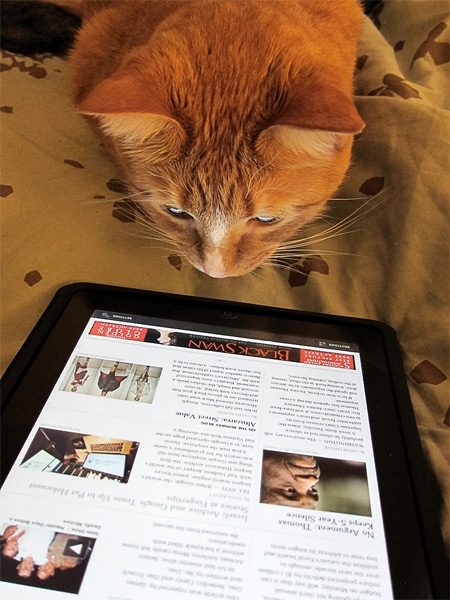 Katze liest die Zeitung online