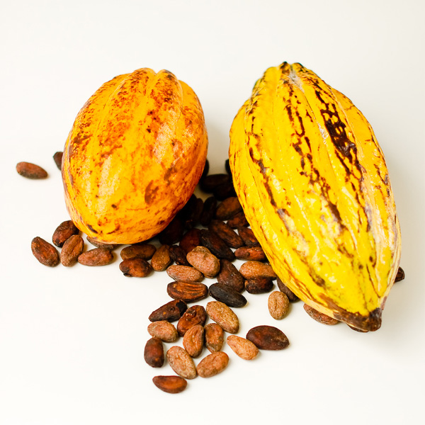Kakaofrucht und Kakaobohnen
